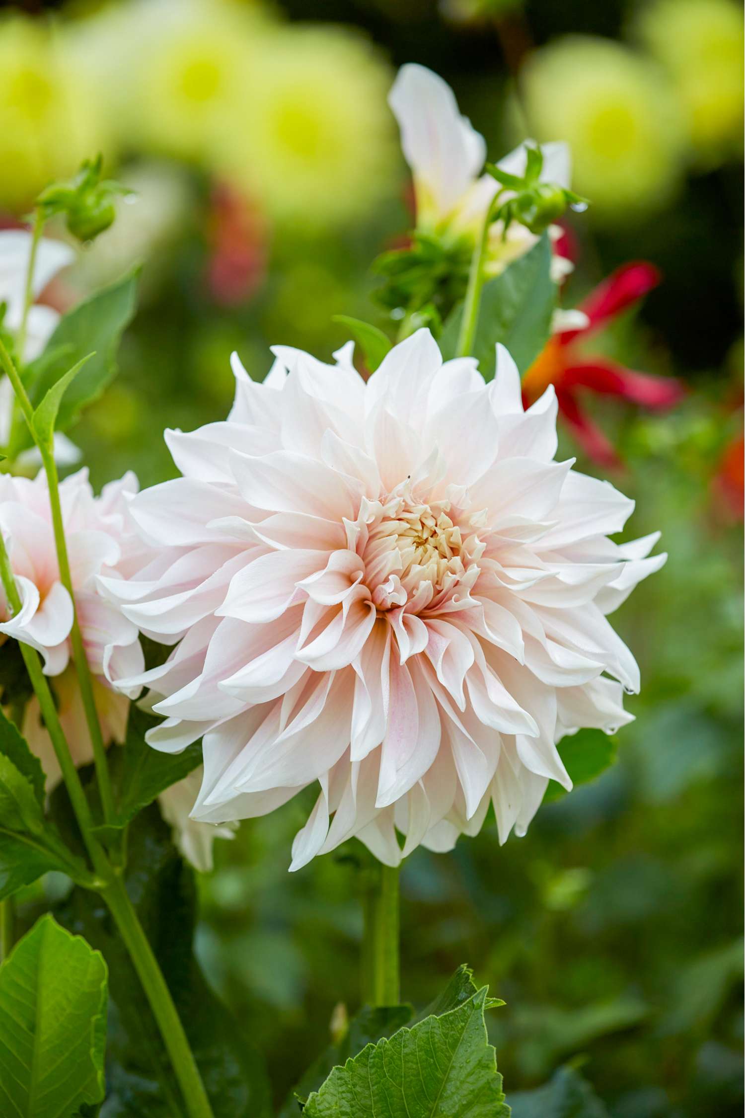 Daalia 'Cafe au Lait'